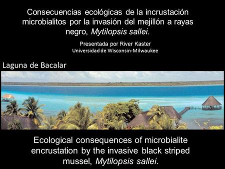 Consecuencias ecológicas de la incrustación microbialitos por la invasión del mejillón a rayas negro, Mytilopsis sallei. Presentada por River Kaster Universidad.
