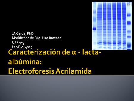 Caracterización de α - lacta-albúmina: Electroforesis Acrilamida