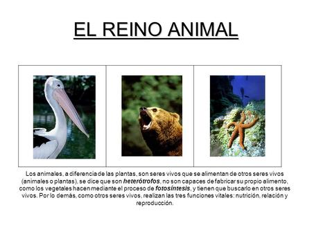 EL REINO ANIMAL                                                                                                                    Los animales, a diferencia.
