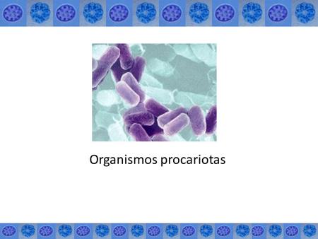 Organismos procariotas