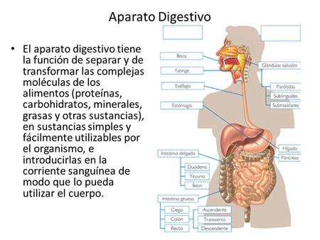 Aparato Digestivo El aparato digestivo tiene la función de separar y de transformar las complejas moléculas de los alimentos (proteínas, carbohidratos,