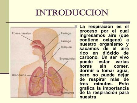 INTRODUCCION La respiración es el proceso por el cual ingresamos aire (que contiene oxígeno) a nuestro organismo y sacamos de él aire rico en dióxido de.
