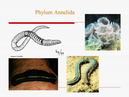 Phylum Annelida.