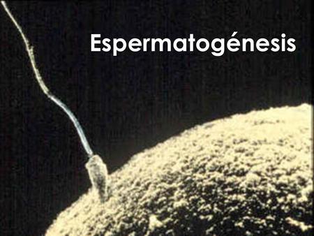 Espermatogénesis.