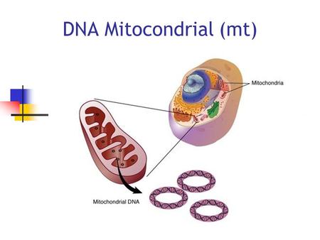 DNA Mitocondrial (mt).