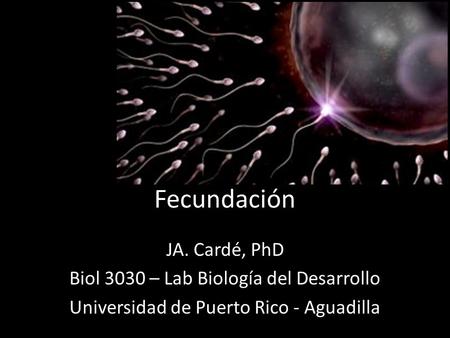 Fecundación JA. Cardé, PhD Biol 3030 – Lab Biología del Desarrollo