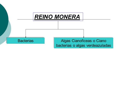 Algas Cianoficeas o Ciano bacterias o algas verdeazuladas