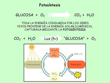 Fotosíntesis GLUCOSA H2O O2 + CO2 CO2 H2O “GLUCOSA” O2 Luz (hn) +