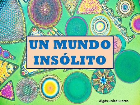 UN MUNDO INSÓLITO Algas unicelulares.