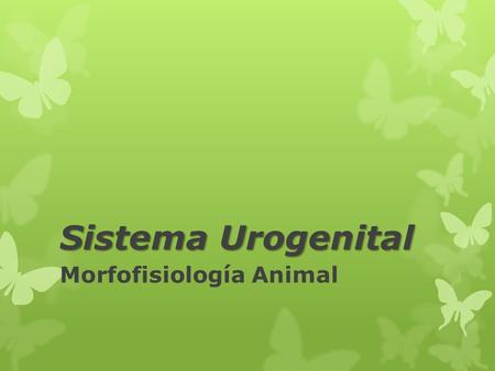 Morfofisiología Animal
