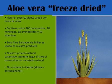 Aloe vera “freeze dried”