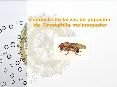 Conducta de larvas de pupación de Drosophila melanogaster