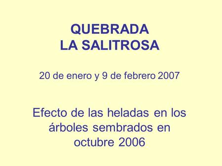 QUEBRADA LA SALITROSA 20 de enero y 9 de febrero 2007 Efecto de las heladas en los árboles sembrados en octubre 2006.