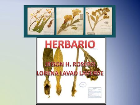 JEISON H. ROSERO LORENA LAVAO LAVERDE
