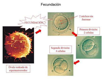 Fecundación 2 núcleos sin fusionar FECUNDACIÓN