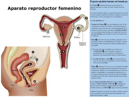 Aparato reproductor femenino