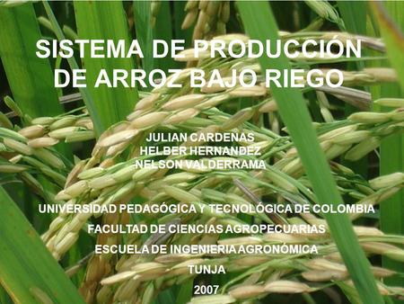SISTEMA DE PRODUCCIÓN DE ARROZ BAJO RIEGO