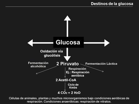 Ej.: Respiración aeróbica