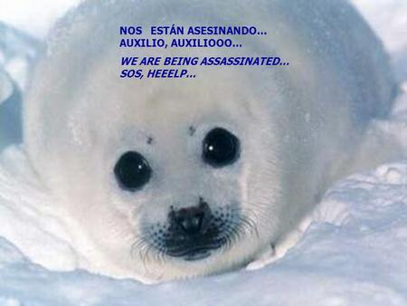 NOS ESTÁN ASESINANDO… AUXILIO, AUXILIOOO... WE ARE BEING ASSASSINATED… SOS, HEEELP...
