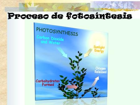 Proceso de fotosíntesis