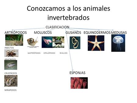 Conozcamos a los animales invertebrados