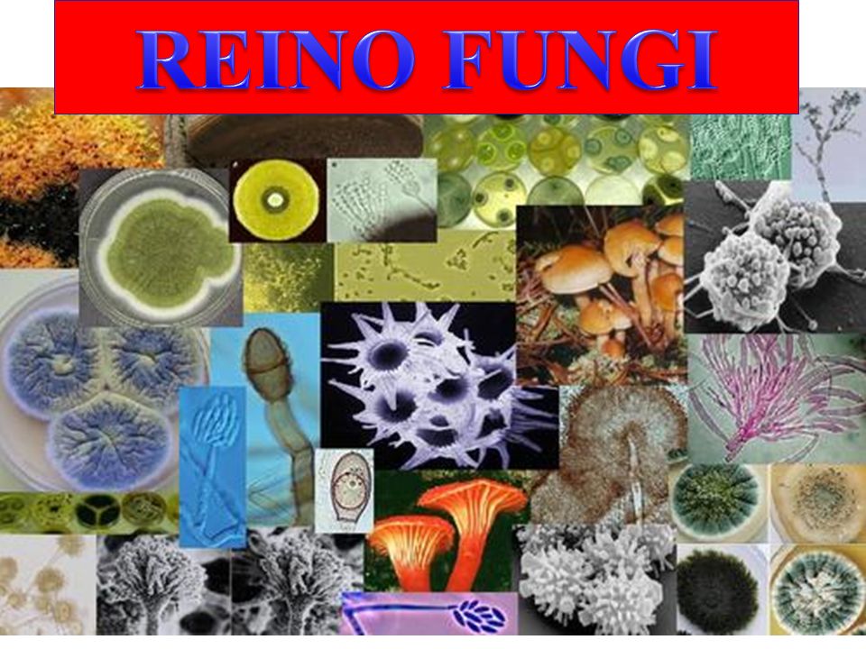 REINO FUNGI. - ppt video online descargar