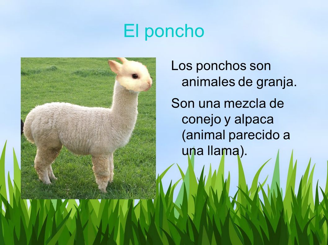 El poncho Los ponchos son animales de granja. Son una mezcla de conejo y alpaca (animal parecido a una llama). - ppt descargar El poncho Los ponchos son animales de granja. Son una mezcla de conejo y alpaca (animal parecido a una llama). - ppt descargar