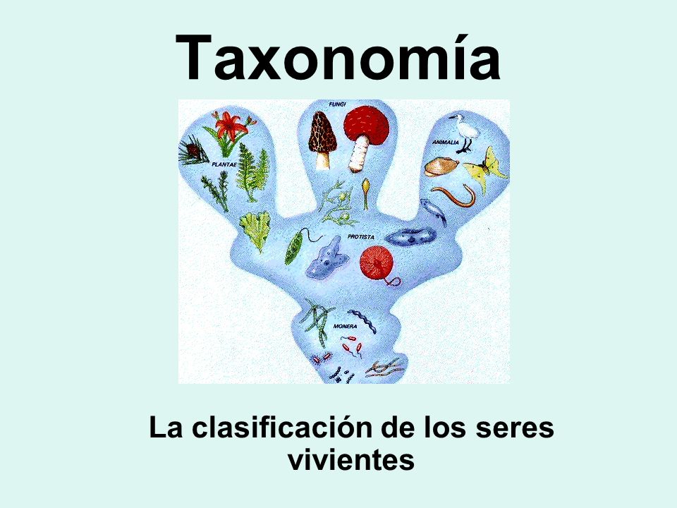 Taxonomía La clasificación de los seres vivientes. - ppt descargar