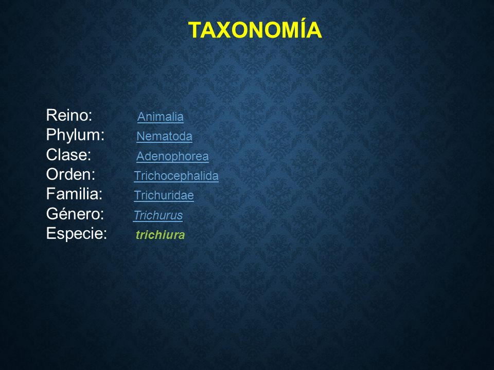 Ascaris taxonómia