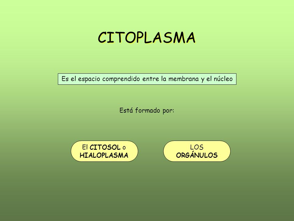 mamífero Cordero Licuar CITOPLASMA CITOPLASMA Es el espacio comprendido entre la membrana y el  núcleo Está formado por: El CITOSOL o HIALOPLASMA LOS ORGÁNULOS. - ppt  descargar