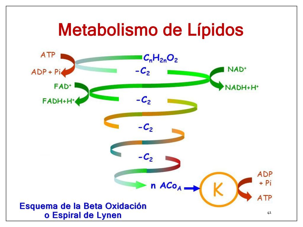 Bioquimica Las Bases Moleculares De La Vida Mckee Pdf