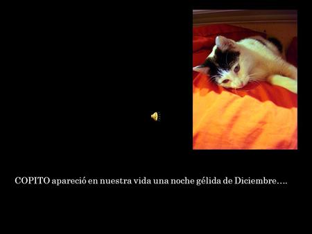 COPITO apareció en nuestra vida una noche gélida de Diciembre….