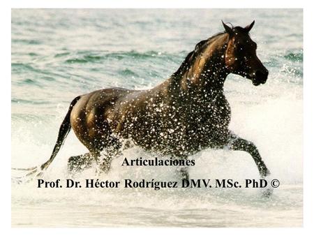 Prof. Dr. Héctor Rodríguez DMV. MSc. PhD ©
