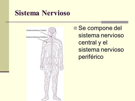 Sistema Nervioso Se compone del sistema nervioso central y el sistema nervioso periférico.
