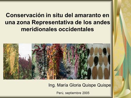Conservación in situ del amaranto en una zona Representativa de los andes meridionales occidentales Ing. María Gloria Quispe Quispe Perú, septiembre 2005.