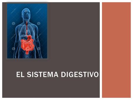 El sistema digestivo.