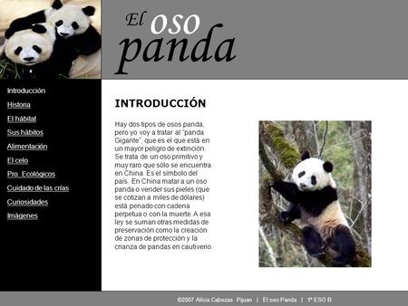 ©2007 Alícia Cabezas Pijuan | El oso Panda | 1º ESO B