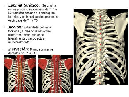 Espinal toráxico: Se origina en los procesos espinosos de T11 a L2 fundiéndose con el semiespinal toráxico y es inserta en los procesos espinosos de T1.