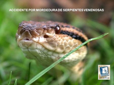 ACCIDENTE POR MORDEDURA DE SERPIENTES VENENOSAS