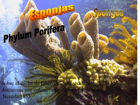 Esponjas Sponges Phylum Porifera