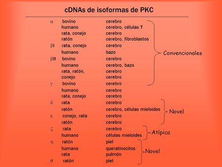 cDNAs de isoformas de PKC