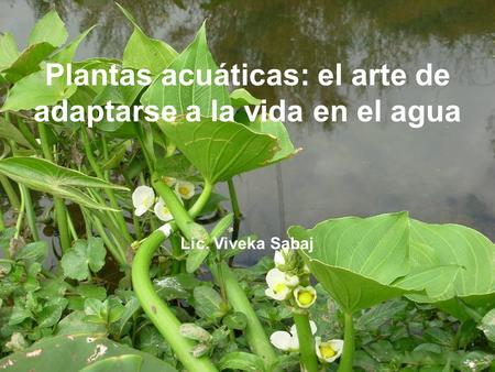 Plantas acuáticas: el arte de adaptarse a la vida en el agua