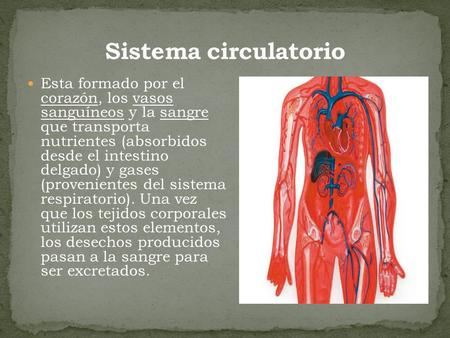 Sistema circulatorio Esta formado por el corazón, los vasos sanguíneos y la sangre que transporta nutrientes (absorbidos desde el intestino delgado)