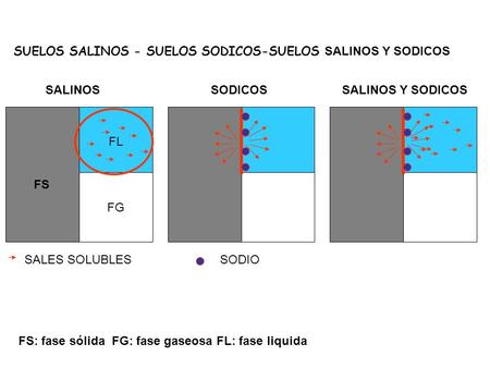 SUELOS SALINOS - SUELOS SODICOS-SUELOS SALINOS Y SODICOS