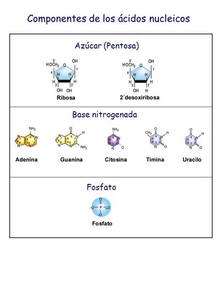 Componentes de los ácidos nucleicos