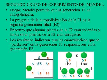 SEGUNDO GRUPO DE EXPERIMENTO DE  MENDEL