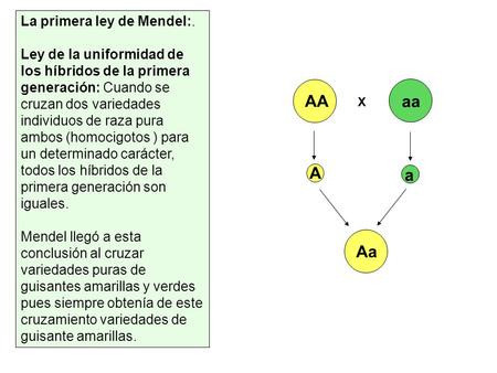 AA aa A a Aa La primera ley de Mendel:.