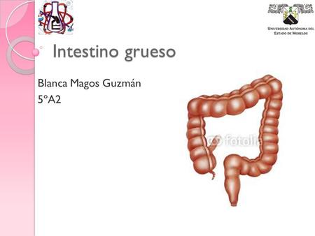 Intestino grueso Blanca Magos Guzmán 5ºA2.