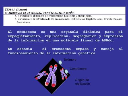 El cromosoma es una organela dinámica para el empaquetamiento, replicación, segregación y expresión de la información en una molécula lineal de ADNdc.