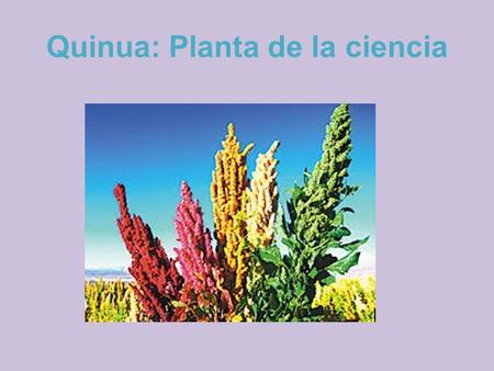 Quinua: Planta de la ciencia